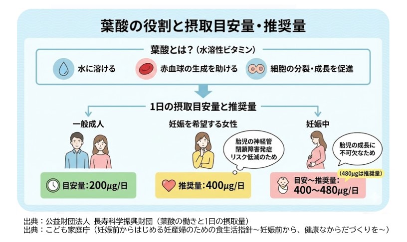 葉酸の働きと推奨量