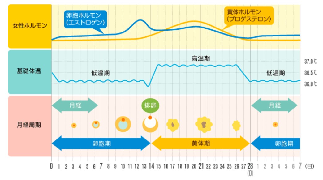 月経周期・日本体育大学